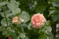 Double salmon orange climbing Rose Ã¢â¬ËAlchymistÃ¢â¬â¢ with leaf gnawed by caterpillars